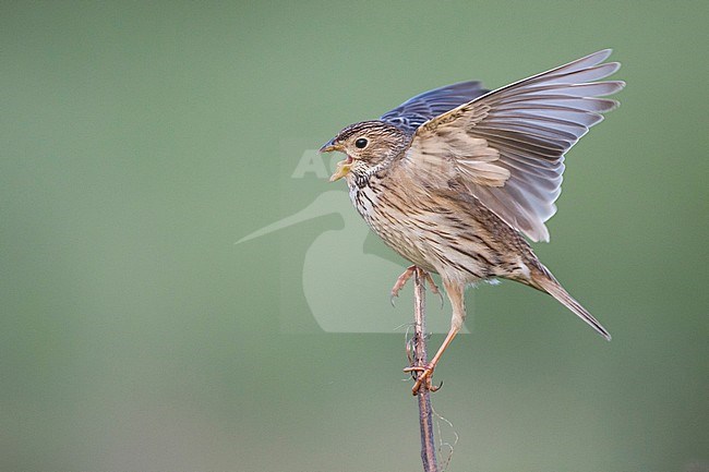 Corn Bunting - Grauammer - Miliaria calandra ssp. calandra, Hungary, adult stock-image by Agami/Ralph Martin,