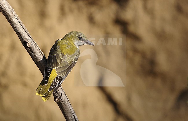 Juvenile Eurasian Golden Oriole (Oriolus oriolus) perched on a vertical branch near Debrecen in Hungary. stock-image by Agami/Helge Sorensen,