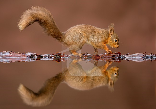 Eekhoorn met spiegelbeeld in water, Red Squirrel with reflection in water stock-image by Agami/Danny Green,