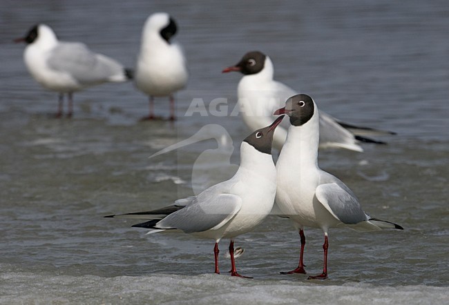 Groep Kokmeeuwen op het ijs; Group of Black-headed Gulls on ice stock-image by Agami/Markus Varesvuo,