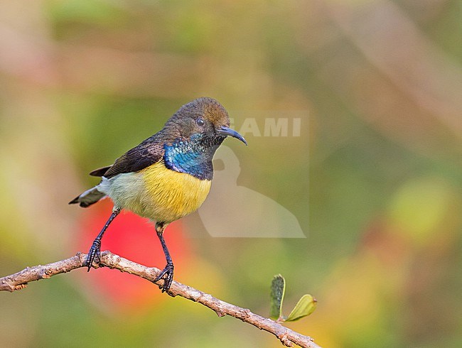 Male Newton's Sunbird, Anabathmis newtonii, in Gabon. stock-image by Agami/Pete Morris,