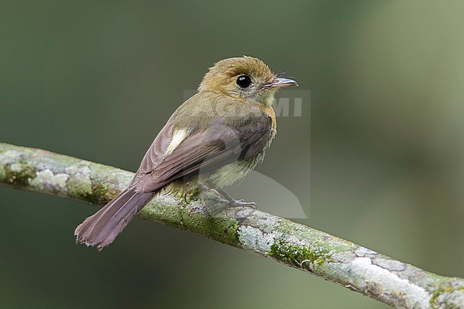 Sulphur-rumped Myiobius (Myiobius sulphureipygius aureatus) at Capurgana, Choco, Colombia. stock-image by Agami/Tom Friedel,