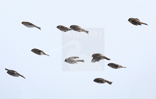 Arctic Redpoll (Acanthis hornemanni exilipes). One juvenile in flight (center) in flock of Common Redpolls at Helsingør in Denmark. stock-image by Agami/Helge Sorensen,