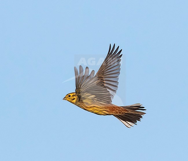 Yellowhammer (Emberiza citrinella) wintering on Dutch Wadden Island Texel. stock-image by Agami/Marc Guyt,