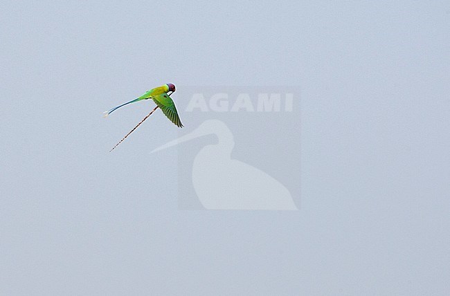 Adult male Plum-headed Parakeet (Psittacula cyanocephala) in flight, carrying nesting material. stock-image by Agami/Marc Guyt,