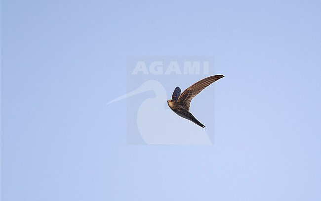 Cook's Swift (Apus cooki) in flight at Doi Angkang, Thailand stock-image by Agami/Helge Sorensen,