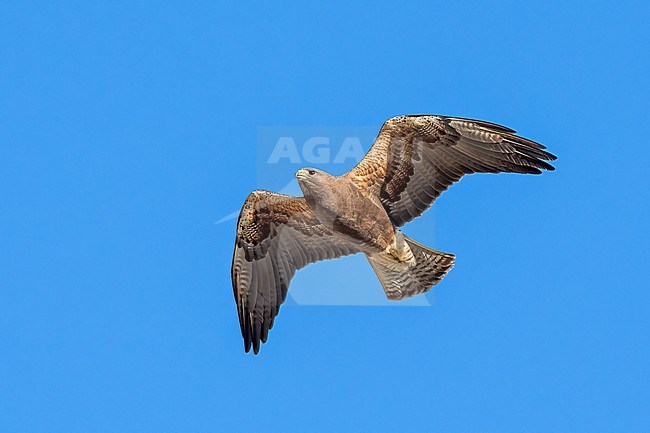 Adult (dark morph)
San Diego Co., CA
April 2023 stock-image by Agami/Brian E Small,