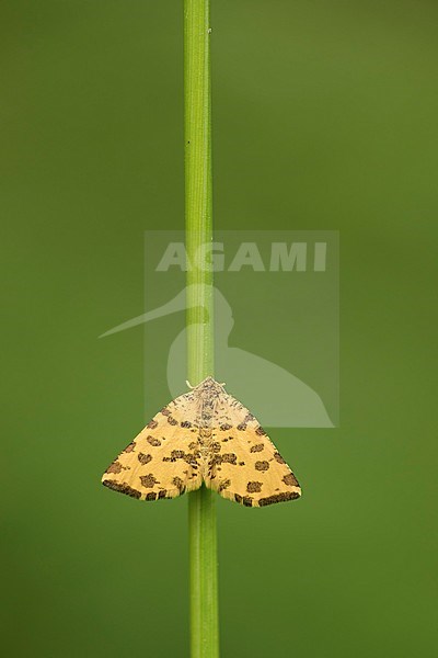 Boterbloempje; Speckled yellow; stock-image by Agami/Walter Soestbergen,