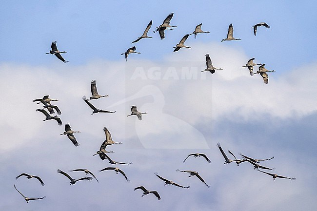 Common Crane, Grus grus, in Italy. Huge flock of migrating cranes. stock-image by Agami/Daniele Occhiato,