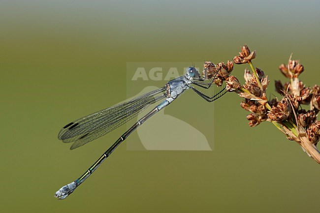 Vrouwtje Grote pantserjuffer, Female Lestes macrostigma stock-image by Agami/Wil Leurs,