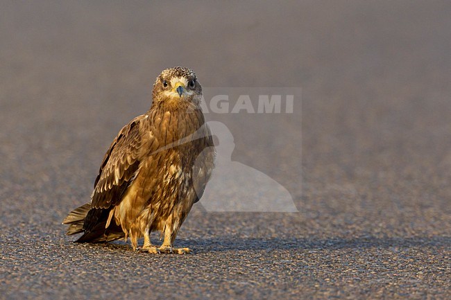 Juveniele Wespendief op de grond; Juvenile  European Honey Buzzard onn the ground stock-image by Agami/Daniele Occhiato,