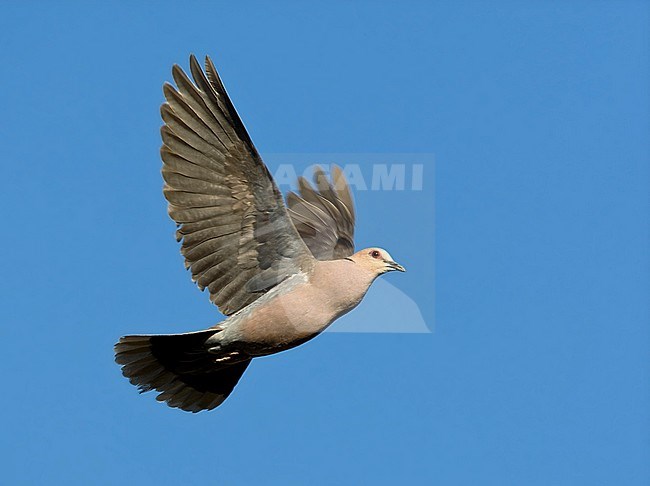 Red-eyed Dove (Streptopelia semitorquata) in flight in South Africa, seen from below. Flying against a blue sky as a background. stock-image by Agami/Marc Guyt,