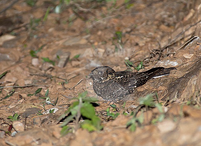 Rwenzori Nightjar (Caprimulgus ruwenzorii ) perched on the floor during daytime stock-image by Agami/Roy de Haas,