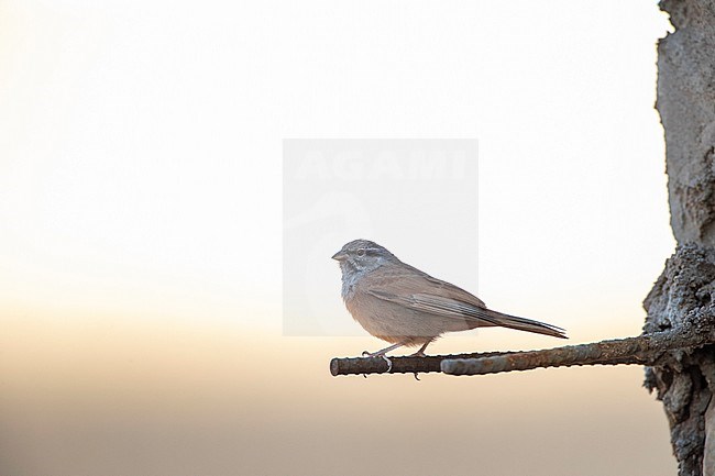 House Bunting (Emberiza sahari) in Morocco during late summer or early autumn. stock-image by Agami/Marc Guyt,