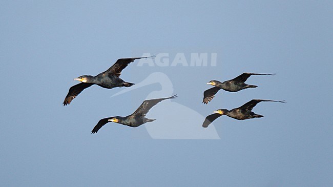 Laag vliegende, trekkende groep Aalscholvers;Low flying, migrating flock Cormorants stock-image by Agami/Ran Schols,