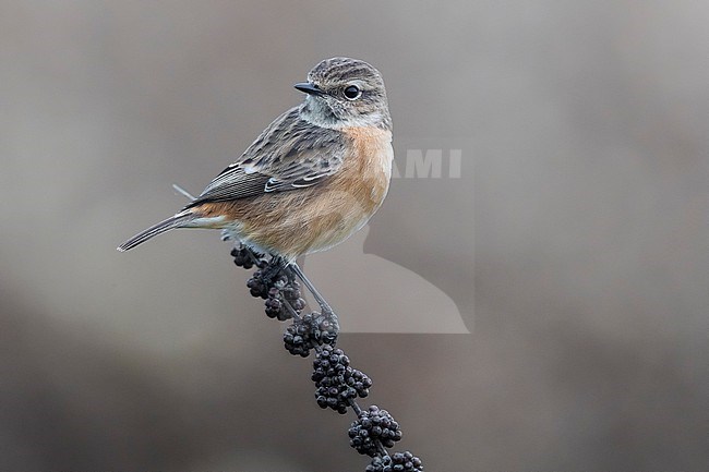 Female European Stonechat (Saxicola rubicola) in Italy. stock-image by Agami/Daniele Occhiato,