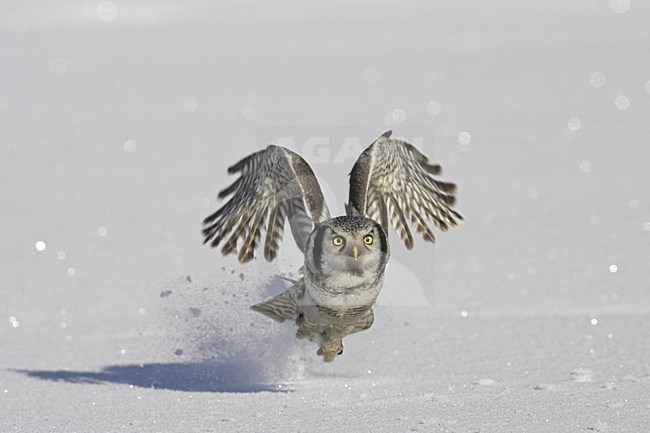 Sperweruil jagend laag over besneeuwde grond; Northern Hawk-Owl hunting low over snowy ground stock-image by Agami/Jari Peltomäki,