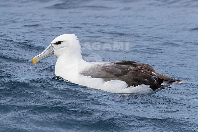 Shy Albatross (Thalassarche cauta), immature swimming on the water surface, Western Cape, South Africa stock-image by Agami/Saverio Gatto,