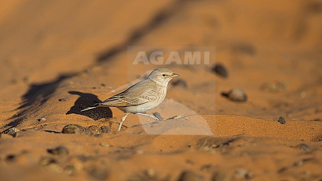 Desert Lark (Ammomanes deserti ssp. payni) in the dunes of Merzouga searching for food in between camel droppings stock-image by Agami/Mathias Putze,