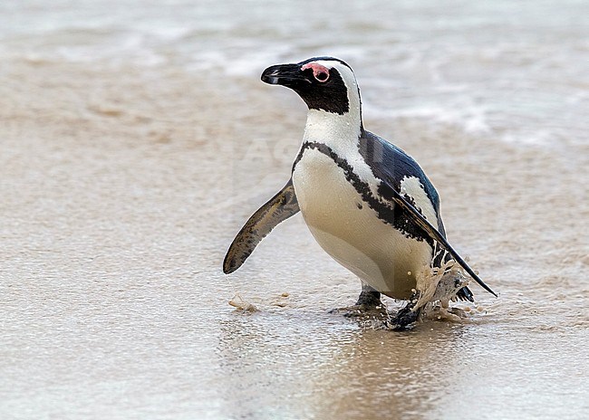 Jackass Penguin sitting in Boulder's beach, Simon's Town, South Africa. June 2014. stock-image by Agami/Vincent Legrand,