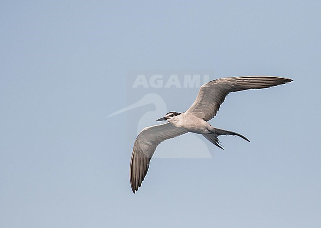 Subadult Bridled Tern (Onychoprion anaethetus anaethetus) at sea off Palau, in the Micronesia subregion of Oceania in the western Pacific Ocean. stock-image by Agami/Pete Morris,