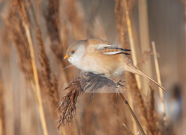 Vrouwtje Baardman op rietpluim; Female Bearded Reedling on reed stock-image by Agami/Markus Varesvuo,