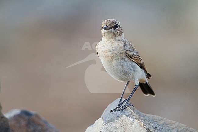 Isabelline Wheatear - Isabellsteinschmätzer - Oenanthe isabellina, Kazakhstan, juvenile stock-image by Agami/Ralph Martin,