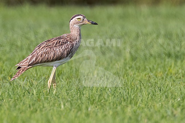 Double-striped Thick-knee (Burhinus bistriatus) resting on the ground in El Salvador stock-image by Agami/Dubi Shapiro,