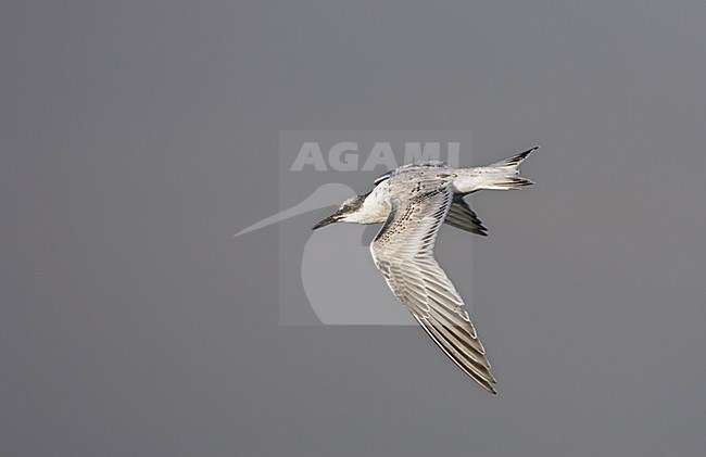 Eerste-winter Grote stern in vlucht; First-winter Sandwich Tern (Sterna sandvicensis) in flight stock-image by Agami/Arie Ouwerkerk,