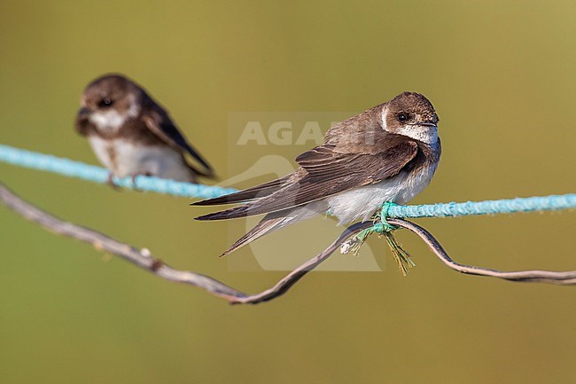 Sand Martin perched on a wire near a marsh in GÃ¶ksu Delta, Turkey. June 2010. stock-image by Agami/Vincent Legrand,