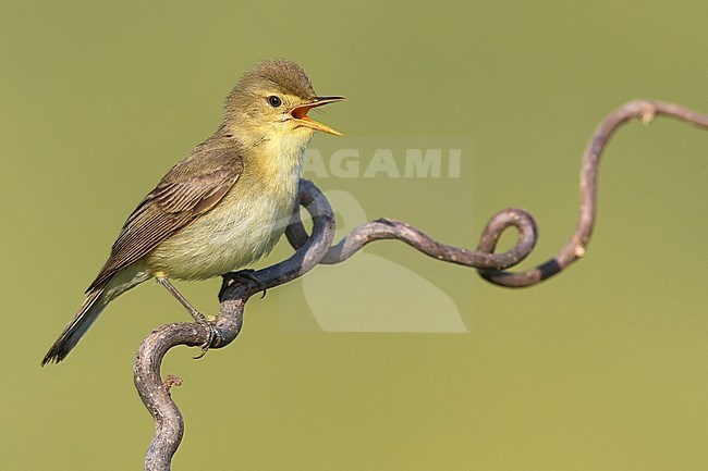 Melodious Warbler; Hippolais polyglotta stock-image by Agami/Daniele Occhiato,