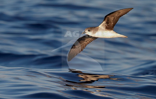 Freira in vlucht, Zino's Petrel in flight stock-image by Agami/Markus Varesvuo,