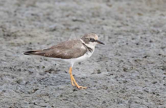 Little Ringed Plover (Charadrius dubius jerdoni) wintering near Pak Thale in Thailand. stock-image by Agami/Laurens Steijn,