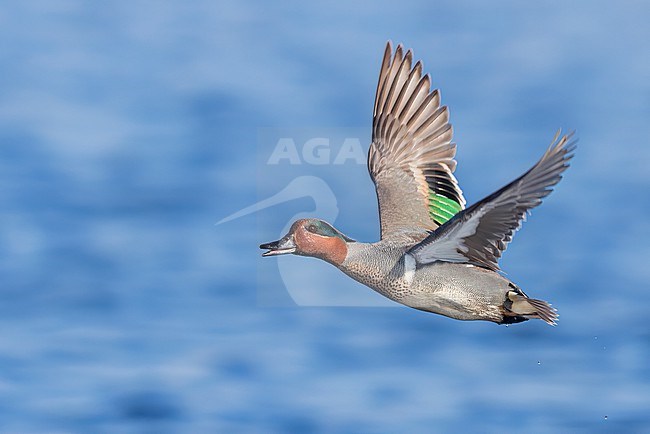 Adult male Green-winged Teal (Anas carolinensis) flying above a pond in Manitoba, Canada. stock-image by Agami/Glenn Bartley,