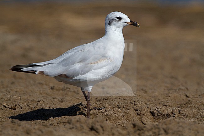 First-summer Mediterranean Gull (Larus melanocephalus) walking on the beach in the Ebro delta in Spain. stock-image by Agami/Karel Mauer,