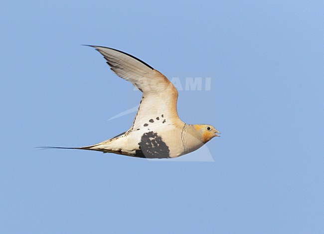 Mannetje Steppenhoen in vlucht; Male Pallas's Sandgrouse (Syrrhaptes paradoxus) in flight stock-image by Agami/Mike Danzenbaker,