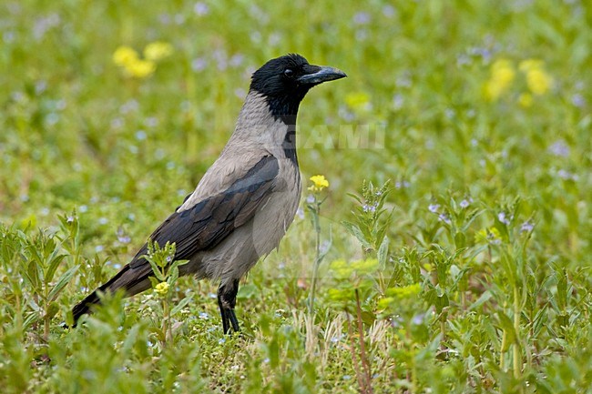 Bonte Kraai aan de grond; Hooded Crow on the ground stock-image by Agami/Daniele Occhiato,