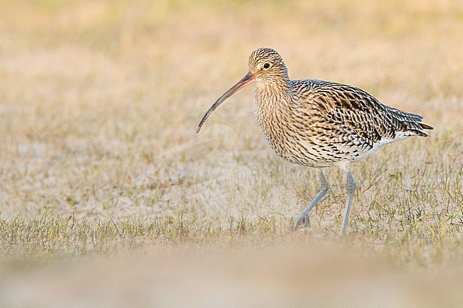 Wintering Eurasian Curlew (Numenius arquata) foraging on a Dutch meadow in the early morning. stock-image by Agami/Menno van Duijn,