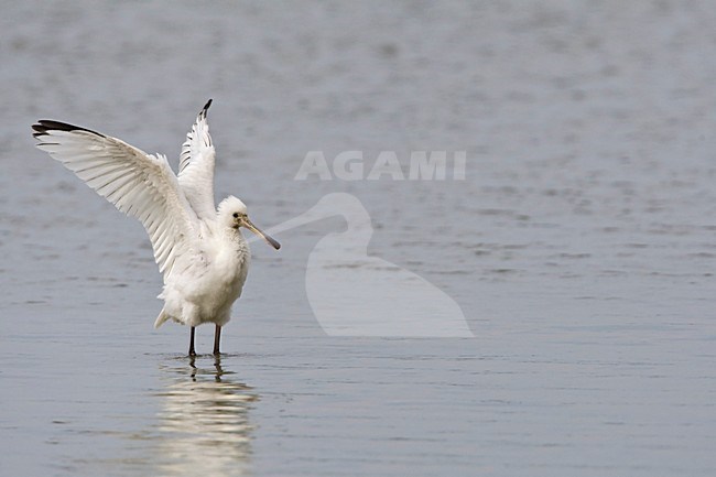 Lepelaar met opgeheven vleugels Nederland, Eurasian Spoonbill with raised wings Netherlands stock-image by Agami/Wil Leurs,