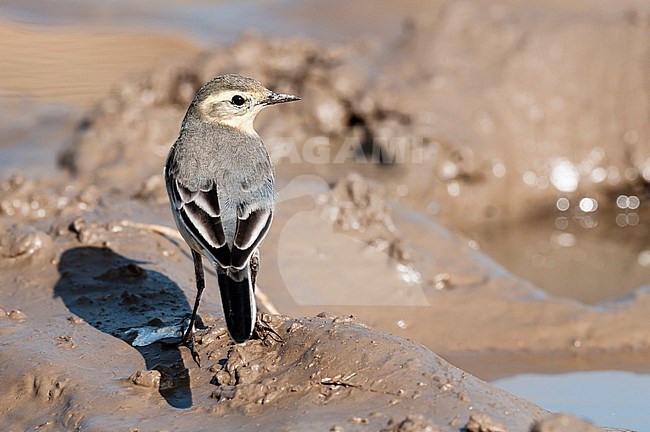 Citroenkwikstaart, Citrine Wagtail, Motacilla citreola ssp. citreola stock-image by Agami/Arend Wassink,