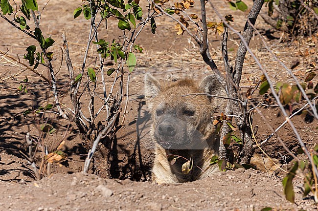 A spotted hyena, Crocuta crocuta, peering out from its den. Mashatu Game Reserve, Botswana. stock-image by Agami/Sergio Pitamitz,