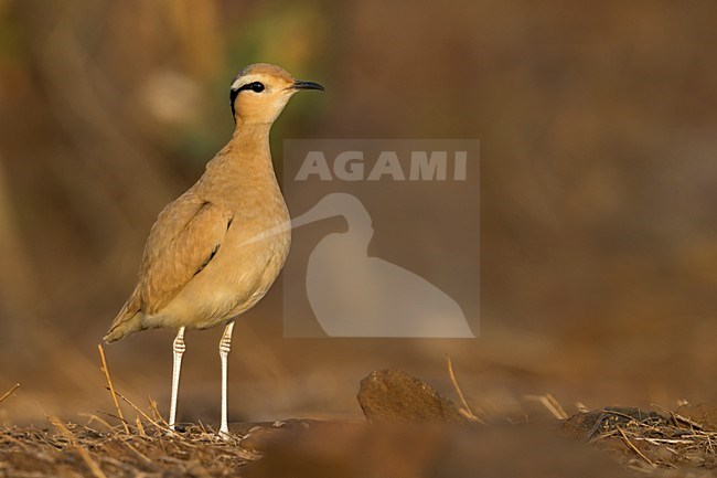 Renvogel; Cursorius cursor stock-image by Agami/Daniele Occhiato,