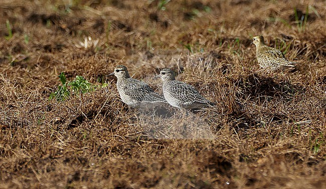 Greyish immature Eurasian Golden Plover (Pluvialis apricaria) standing in a field in Spain. stock-image by Agami/Dani Lopez-Velasco,