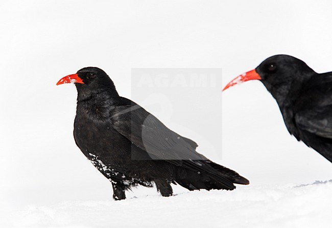 Alpenkraai in de sneeuw; Red-billed Chough in the snow stock-image by Agami/Markus Varesvuo,