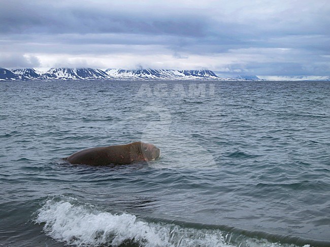 Walrus, Odobenus rosmarus, Spitsbergen, June 2014 stock-image by Agami/Marc Guyt,