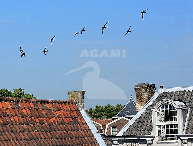 Een groep gierzwaluwen vliegt boven de Dordtse binnenstad. stock-image by Agami/Jacques van der Neut,