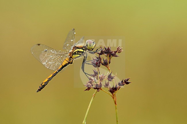 vrouw Zwarte heidelibel; female Black darter; stock-image by Agami/Walter Soestbergen,