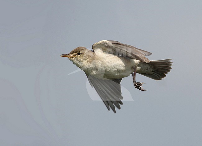 Eastern Olivaceous Warbler(Acrocephalus pallidus) in flight along the Skala Kalloni East River, Lesvos, Greece. stock-image by Agami/Helge Sorensen,