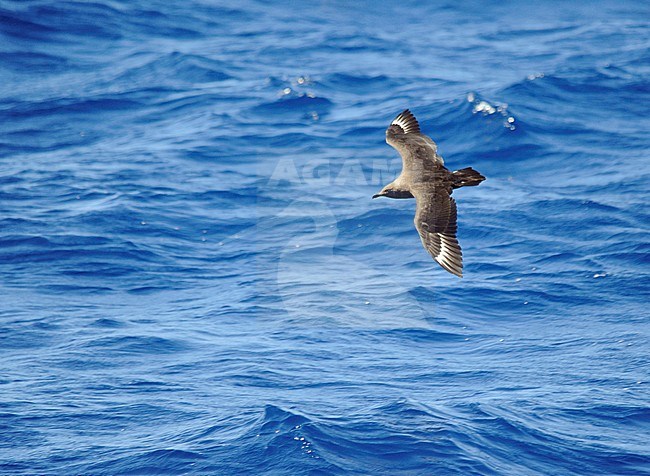 Second-year South Polar Skua (Stercorarius maccormicki) off the canary islands in the Atlantic ocean. A rare vagrant A rare vagrant to the North Atlantic area. stock-image by Agami/Dani Lopez-Velasco,