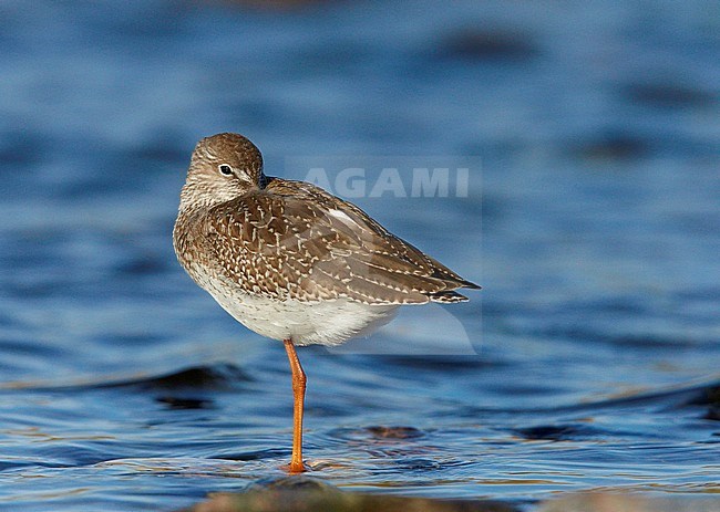 Redshank juv. (Tringa totanus) UtÃ¶ Finland August 2012 stock-image by Agami/Markus Varesvuo,